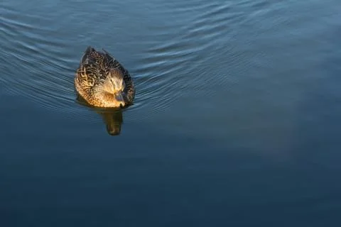 Duck bird Stock Photos