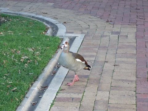 Duck bird Stock Photos