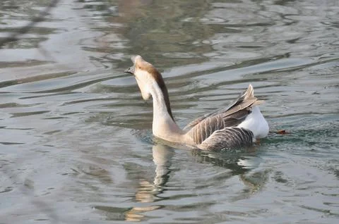 Duck bird Stock Photos