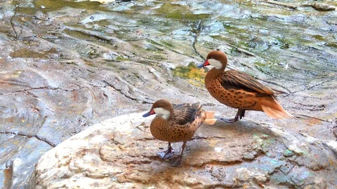 Duck bird stading on stone Stock Footage 93518309