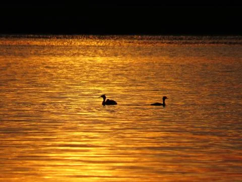 Duck Birds Silhouette During Sunset Over Beautiful Lake with Cloudy Sky in ba Stock Photos