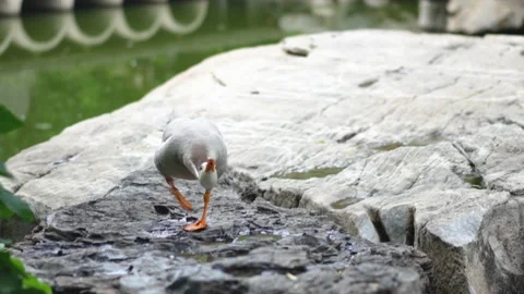 Duck bites goose attack action Stock Footage 197920298