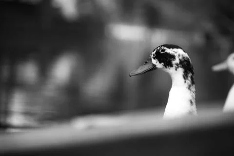A duck in black & white. Stock Photos