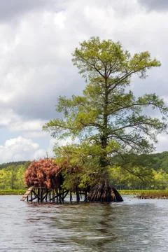 Duck Blind Foto stock