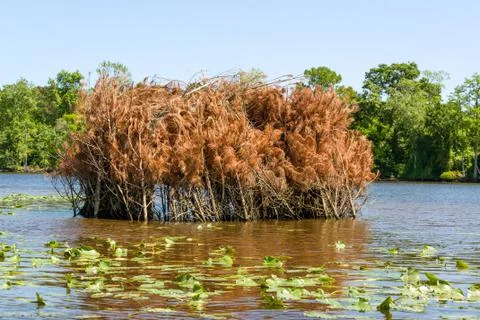 Duck Blind Stock Photos