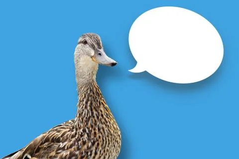 Duck on blue with speech bubble Stock-Illustration