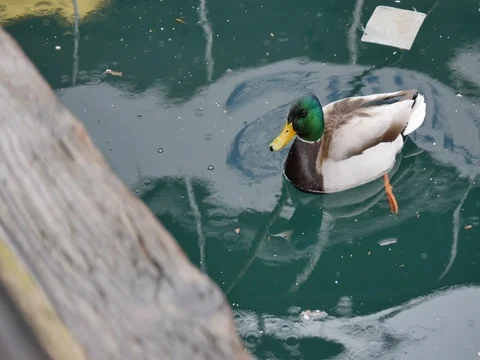 Duck Bobbing on the Waters Surface Stock Footage 74591453