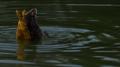 A Duck Bobs its Head to eat in the Reflecting Pool at the National Mall Video stock 117938043