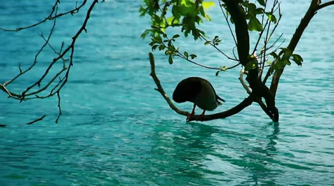 Duck on a branch Stock Footage 39847767