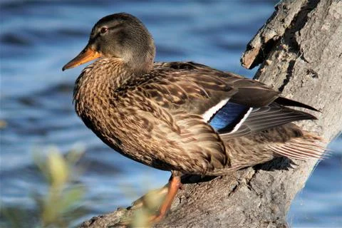Duck on branch 스톡 사진