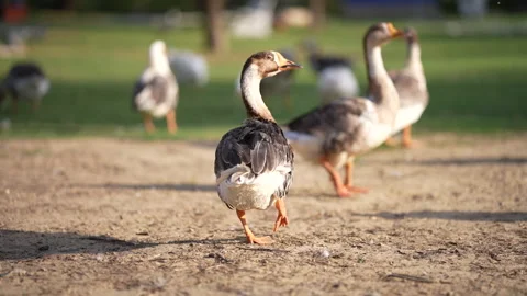 Duck in broad daylight with other ducks Stock Footage 246983267