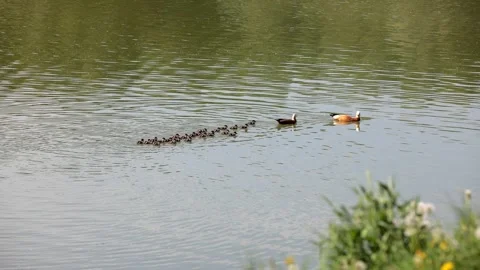 Duck with brood on the city pond Stock Footage 276758464