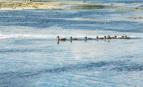 Duck with brood floating on the river Stock Photos