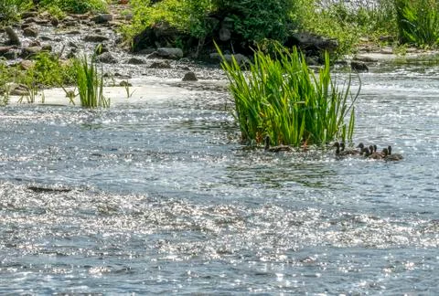 Duck with brood floating on the river Foto stock