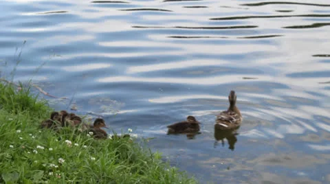 Duck with a brood Stock Footage 25006687