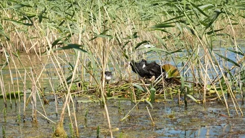 Duck with brood at nest in a river in a thicket of reeds Video stock 149276239