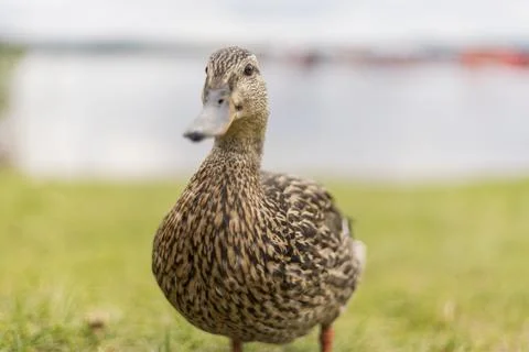 A duck with brown and black patterned feathers stands on lush green grass by  Stock Photos