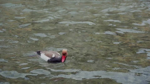 Duck with a brown back and a red beak swims in the blue water on lake Annecy 库存影片 116789177