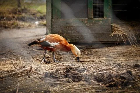 Duck brown in a cage Stock Photos