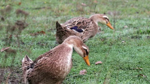 Duck brushes its feathers with its beak and waves its tail Stock Footage 144300369
