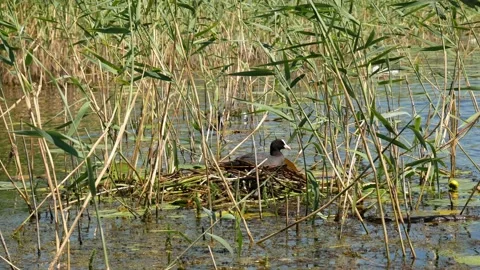 Duck building a nest in a river in a thicket of reeds Video stock 149276062