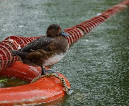 Duck on a buoy Stock Photos