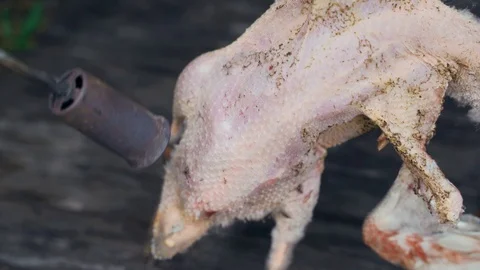 Duck burned from feathers with a gas burner. Chuck plucking. Stock Footage 117143353