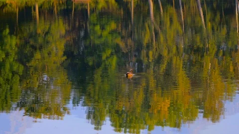 Duck in a calm pond Video stock 95892684