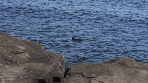 Duck in calm waters Vídeos de archivo 295169405