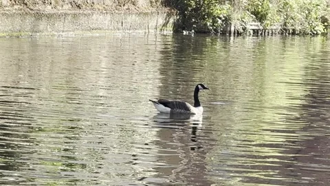 Duck in a canal 库存影片 334082009