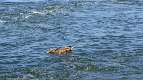 Duck catches pieces of bread flowing down the river. Stock Footage 136411679
