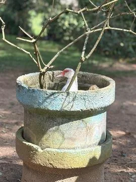 Duck in cement pot Stock Photos