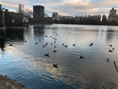 Duck in central park 스톡 사진
