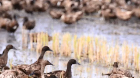 Duck Chase Fields in rice field in Thailand, Duck eggs in Thailand. Stock Footage 54806448