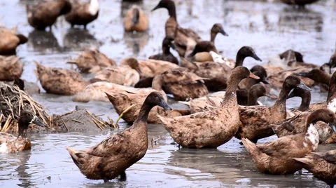 Duck Chase Fields in rice field in Thailand, Duck eggs in Thailand. Stock Footage 54806646