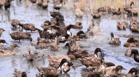 Duck Chase Fields in rice field in Thailand, Duck eggs in Thailand. Stock Footage 54806784