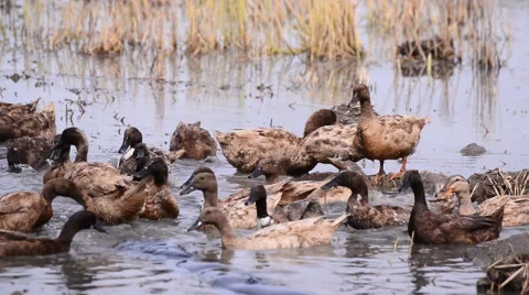 Duck Chase Fields in rice field in Thailand, Duck eggs in Thailand. Stock-Footage 54807238