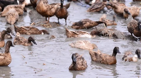 Duck Chase Fields in rice field in Thailand, Duck eggs in Thailand. Stock Footage 54807265
