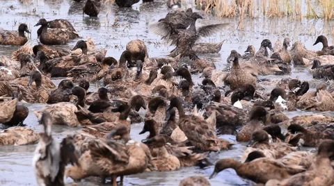 Duck Chase Fields in rice field in Thailand, Duck eggs in Thailand. Stock Footage 54807453
