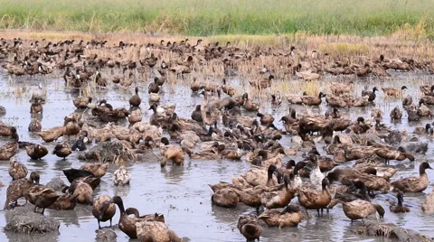 Duck Chase Fields in rice field in Thailand, Duck eggs in Thailand. Stock Footage 54807471