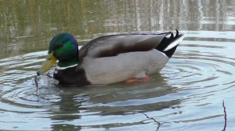 A duck chases another duck &amp; flaps its wings Video stock 44327701