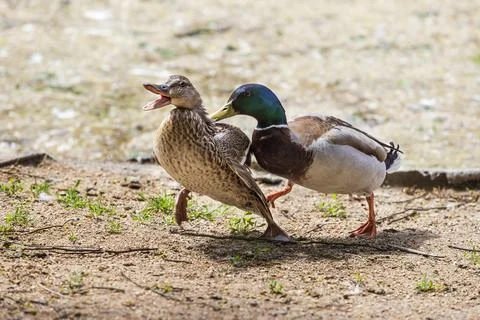 The duck chases the duck, curses it and wants to mate. The ducks are by the.. Stock Photos