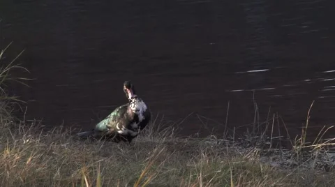 Duck Chewing Himself in Front of Baum Lake Stock Footage 46732014