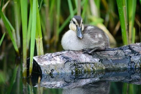 Duck chick is sitting on a floating log Stock Photos