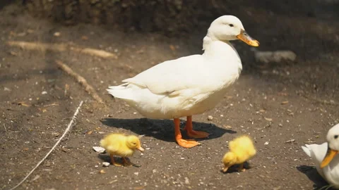 Duck with chickens Stock Footage 114712838
