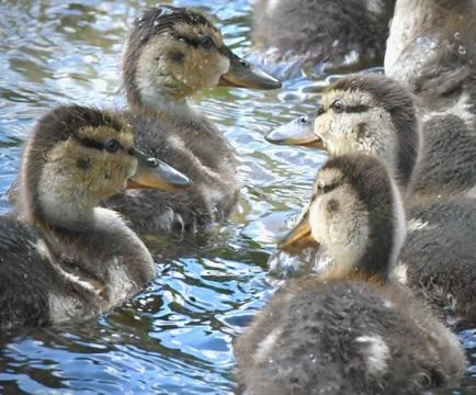 Duck chicks in a gaggle. Stock Photos