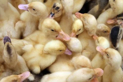 Duck chicks Stock Photos