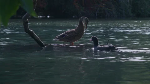 Duck chilling on a branch Vidéo 255224781