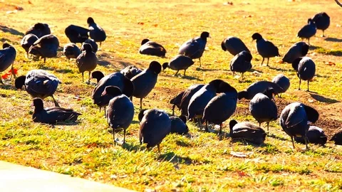 Duck City 스톡 동영상 85539431