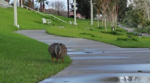 A Duck in a City Park Stock Footage 47471355